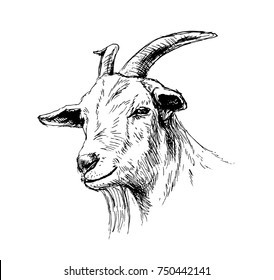Hand sketch head of goat. Vector illustration