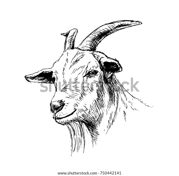 山羊の手描きの頭 ベクターイラスト のベクター画像素材 ロイヤリティフリー