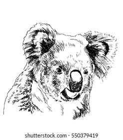 Hand sketch head koala. Vector illustration