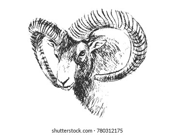 Hand Sketch Head Mouflon. Vector illustration