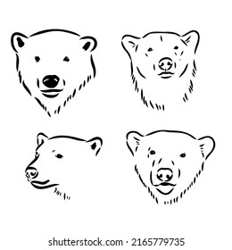 Hand Sketch Head of Polar Bear. Vector illustration