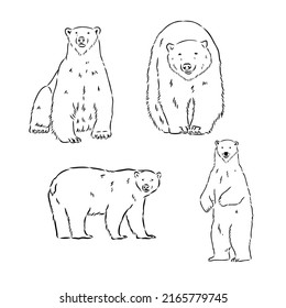 Hand Sketch Head of Polar Bear. Vector illustration