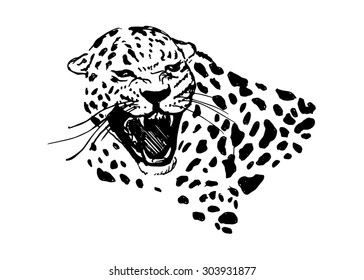 hand sketch head roaring jaguar