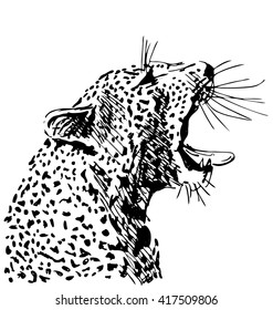 Hand sketch of the head of a roaring leopard