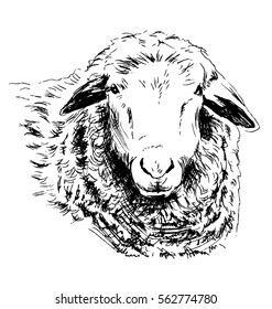 Hand sketch head sheep. Vector illustration