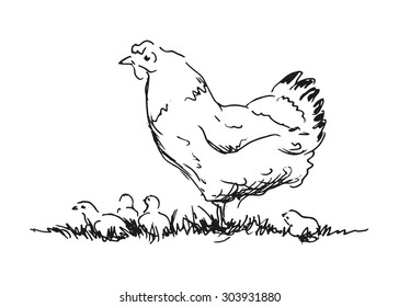 Hand Sketch Hen Chicks Stock Vector Royalty Free