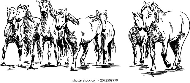 Hand Sketch Herd Horses Vector Illustration Stock Vector (Royalty Free ...