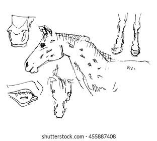 Hand sketch horse