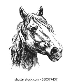 Hand Sketch Horse Head. Vector Illustration