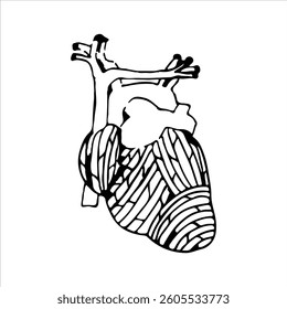 hand sketch of a human heart, with additional shading for an artistic theme