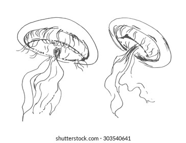 hand sketch jellyfish