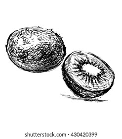 Hand sketch kiwi. Vector illustration