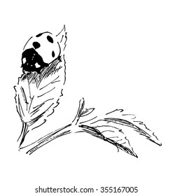 Hand sketch ladybug