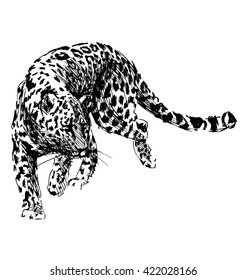 Hand Sketch Leopard. Vector Illustration