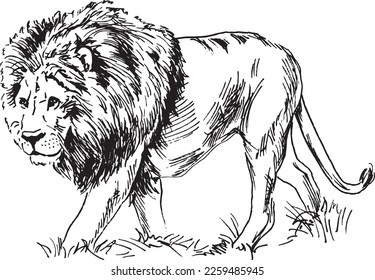 Esbozo manual de un león. Ilustración vectorial.