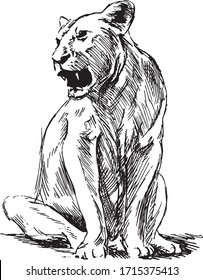 Hand sketch lioness. Vector illustration