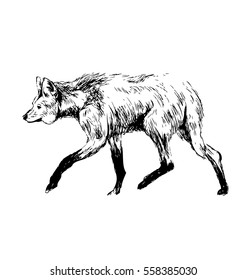 Hand sketch maned wolf. Vector illustration