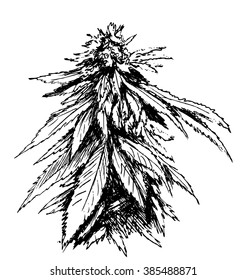 Hand sketch of marijuana
