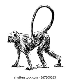 Hand sketch monkey