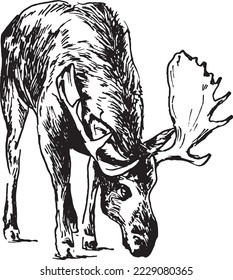 Hand sketch of moose. Vector illustration.