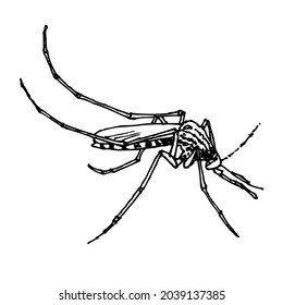 Hand sketch mosquito. Vector illustration
