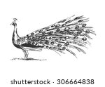 hand sketch peacock