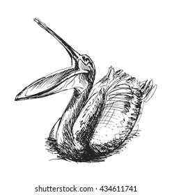 Hand sketch pelican. Vector illustration