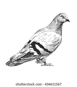 Hand sketch of a pigeon. Vector illustration
