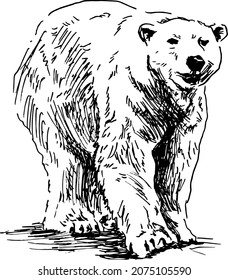 Hand sketch of a polar bear. Vector illustration.