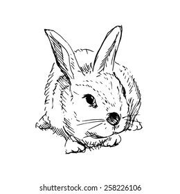 Hand sketch rabbit. Vector illustration