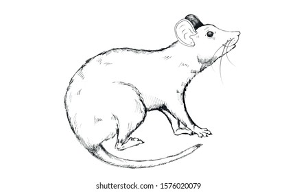 Hand sketch rat,mouse. The rat sits and holds the seed in his paws.