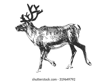 hand sketch reindeer