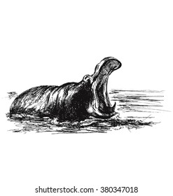 Hand sketch of a roaring hippo in the water