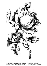  Pencil Sketch Roses Images Stock Photos Vectors Shutterstock