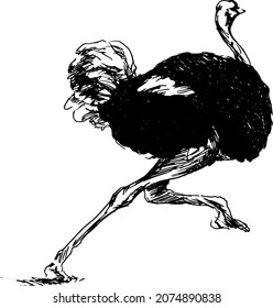 Hand sketch of a running ostrich. Vector illustration.