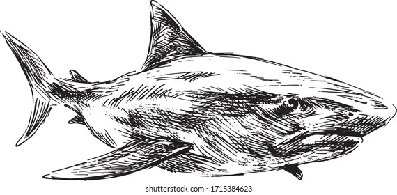 Hand sketch of a shark. Vector illustration