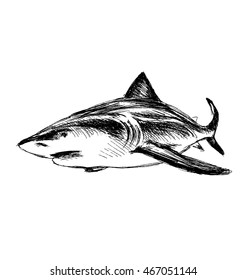 Hand sketch shark. Vector illustration
