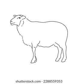 Hand sketch sheep. Vector illustration.