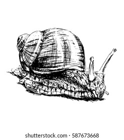 Hand sketch snail. Vector illustration 