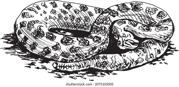Hand sketch snake. Vector illustration.