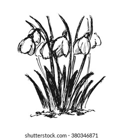 Hand sketch snowdrop