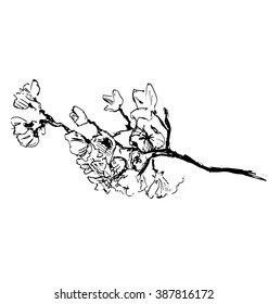 Hand sketch sprigs of blooming cherry trees