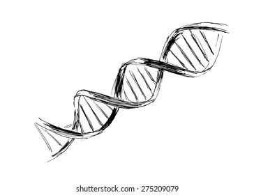 hand sketch the structure of DNA