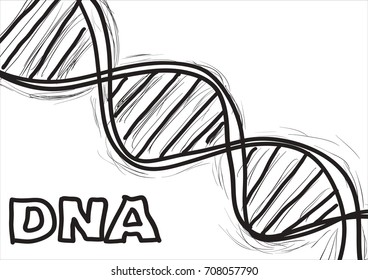 Hand Sketch The Structure Of DNA