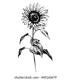 Hand Sketch Sunflower. Vector Illustration