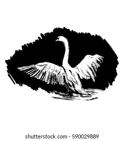 Hand sketch swan on a black background. Vector illustration