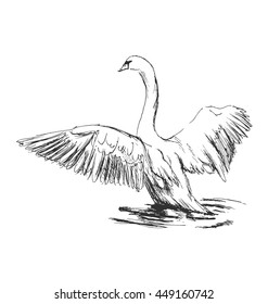 Hand sketch swan taking off. Vector illustration