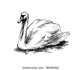 Hand sketch swan. Vector illustration