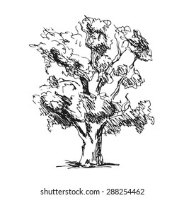 hand sketch tree