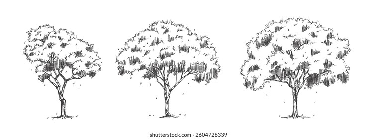 Hand sketch trees vector art.  Perfect for landscape architecture illustrations